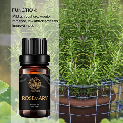 Aromatherapy Essential Oils Set, 100% Pure & Therapeutic Grade Rosemary Essential Oils Scent Kit, 2 * 10Ml Rosemary Aromatherapy Essential Oils Fragrance Oils Sets for Diffuser, Humidifier, Massage
